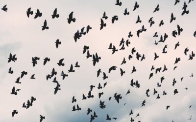 End of Year Thoughts on Surviving the Holidays